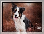 Border collie, Trawa, Rozmycie