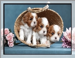 Cavalier king charles spaniel, Koszyk, Kwiaty, Chryzantemy, Róże, Psy, Szczenięta, Trzy