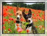 Pieski, Maki, Łąka, Dwa, Basenji