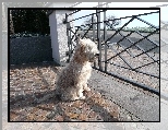 Irish Soft coated wheaten terrier, ogrodzenie