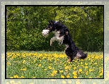 Pies, Mniszek, Łąka, Border collie, Piłka, Kwiaty