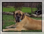 ogród, Mastif angielski, Mastiff, kot