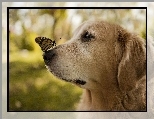 Pies, Golden retriever, Motyl