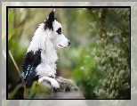 Rozmyte, Border collie, Murek, Tło