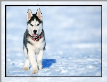 Siberian husky, Szczeniak, Śnieg