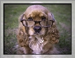 Pies, Spaniel, Okulary